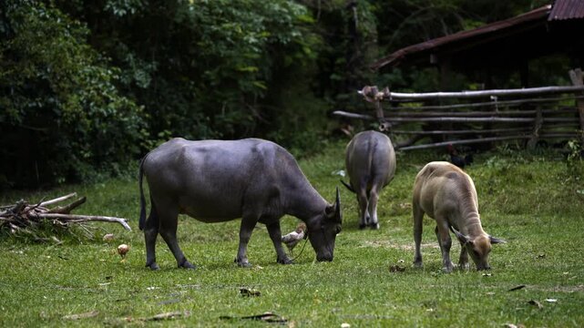 Thai Water Buffalo Grazing on Green Grass in Rural Thailand
