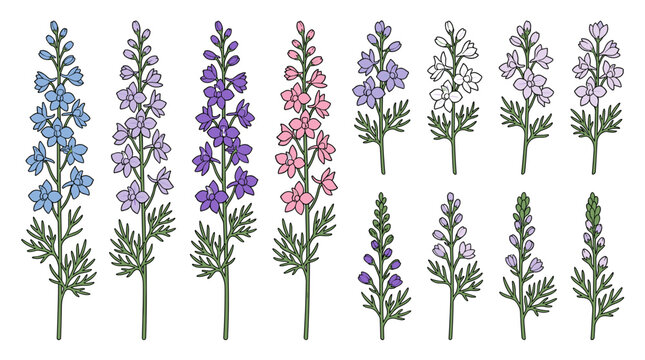 Premium larkspur botanical collection with 12 isolated elegant flowering stems