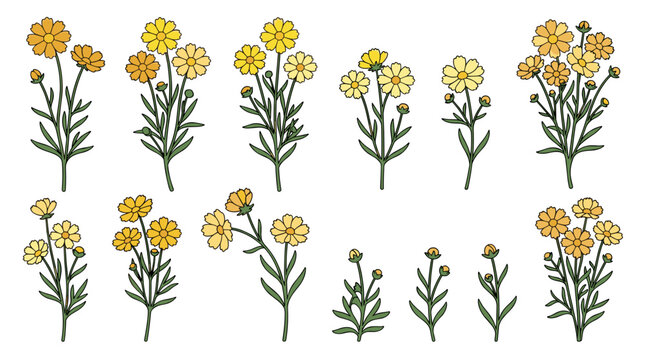 Premium coreopsis botanical collection with 12 isolated daisy-like flowering stems