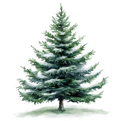 Fototapeta premium watercolor painting of Fir Tree, isolated on a white background.