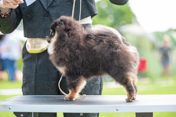 Pies Szpic miniaturowy, pomeranian  © Grzegorz