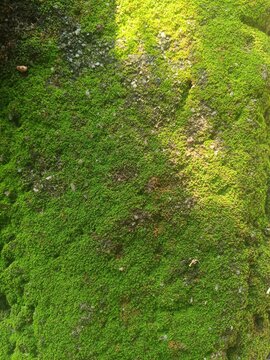 Full frame background texture of fresh green moss growing on damp stone wall