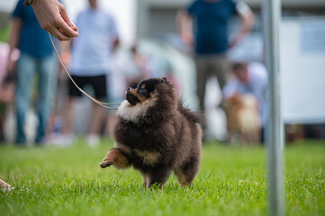 Pies Szpic miniaturowy, pomeranian  © Grzegorz