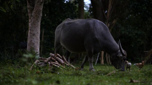 Thai Water Buffalo Grazing on Green Grass in Rural Thailand