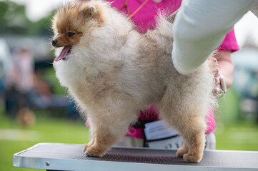 Pies Szpic miniaturowy, pomeranian  © Grzegorz