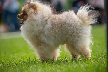 Pies Szpic miniaturowy, pomeranian  © Grzegorz