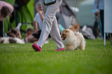 Pies Szpic miniaturowy, pomeranian  © Grzegorz