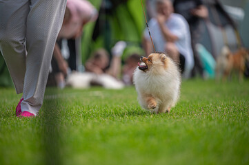 Pies Szpic miniaturowy, pomeranian  © Grzegorz