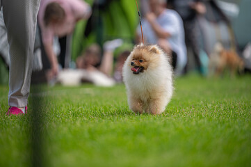 Pies Szpic miniaturowy, pomeranian  © Grzegorz