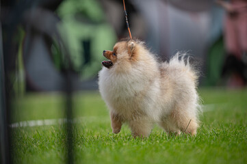 Pies Szpic miniaturowy, pomeranian  © Grzegorz