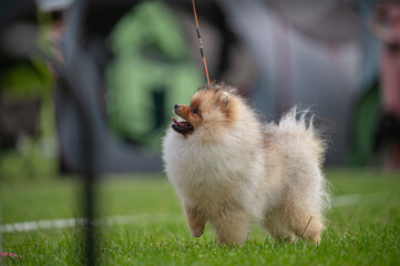 Pies Szpic miniaturowy, pomeranian  © Grzegorz