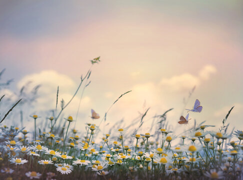 Daisy flower meadow with flying butterflies, dreamy pastel sky background and copy space for spring summer banner
