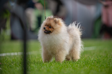 Pies Szpic miniaturowy, pomeranian  © Grzegorz