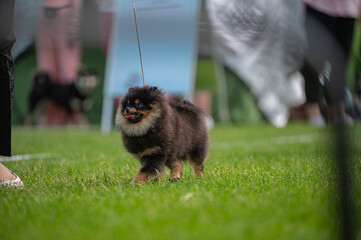 Pies Szpic miniaturowy, pomeranian  © Grzegorz