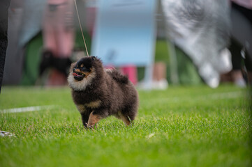 Pies Szpic miniaturowy, pomeranian  © Grzegorz