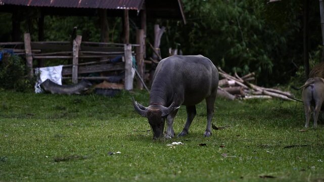 Thai Water Buffalo Grazing on Green Grass in Rural Thailand