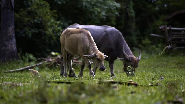 Thai Water Buffalo Grazing on Green Grass in Rural Thailand