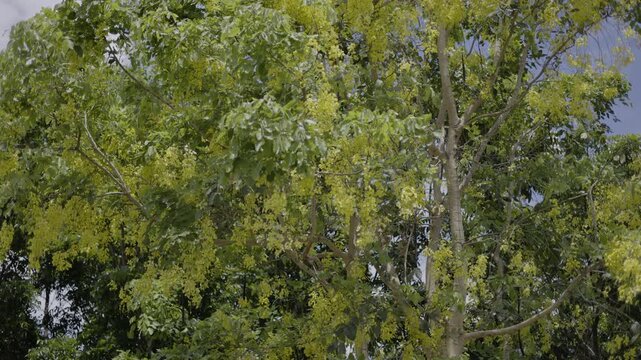 Golden Shower Tree Flowers Blooming In The Summer