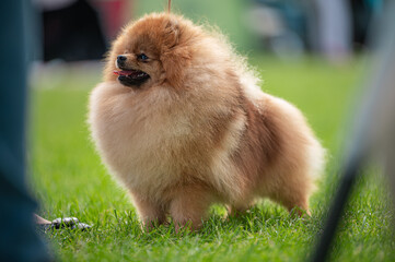 Pies Szpic miniaturowy, pomeranian  © Grzegorz