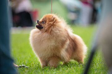 Pies Szpic miniaturowy, pomeranian  © Grzegorz