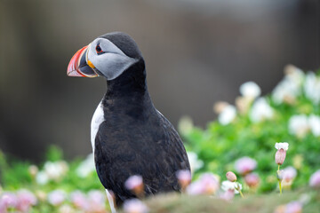 Profile Portrait of an Atlantic Puffin (Fratercula arctica) Looking Back Over Coastal Flowers © Jhony