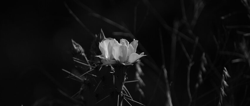 Low-key black and white photograph of a prickly pear cactus bloom with copy space