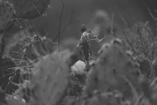 Monochrome close-up of a prickly pear cactus with a bloom