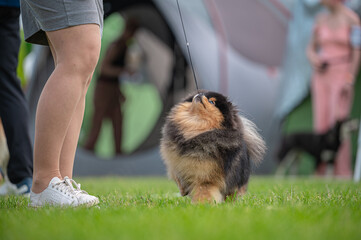 Pies Szpic miniaturowy, pomeranian  © Grzegorz