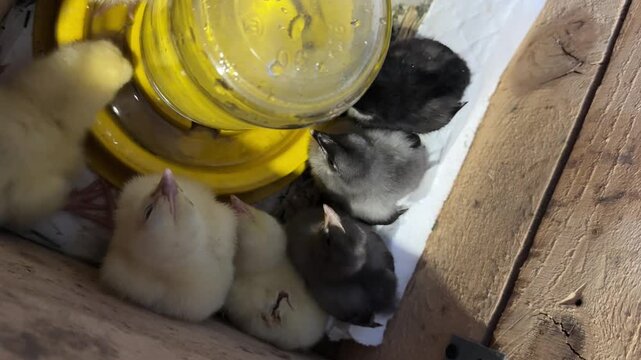 Two-week-old chicks of laying hens and broilers in a wooden box. Sitting around a water drinker. Chicks drinking from a drinker. Vertical video.