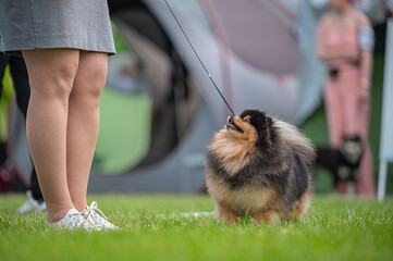 Pies Szpic miniaturowy, pomeranian  © Grzegorz