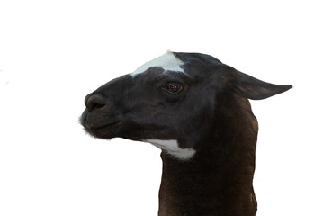 Profile view of a llama head, close-up portrait of a living South American animal © Butterfly2023