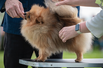 Pies Szpic miniaturowy, pomeranian  © Grzegorz