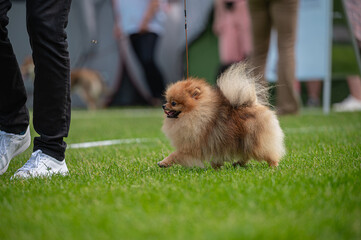 Pies Szpic miniaturowy, pomeranian  © Grzegorz