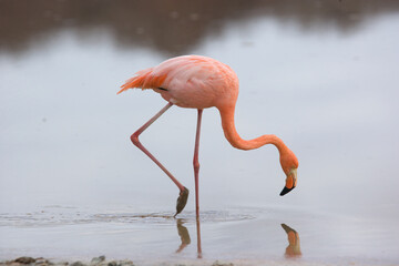 Galapagos flamingo feeding © willtu