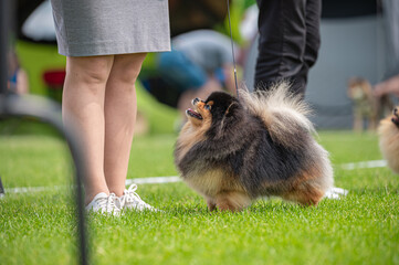 Pies Szpic miniaturowy, pomeranian  © Grzegorz