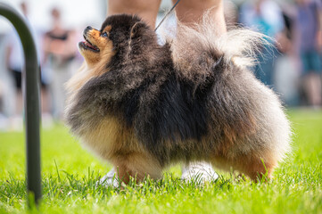 Pies Szpic miniaturowy, pomeranian  © Grzegorz