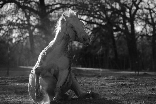 Horse rising after a dust bath in a farm pasture in black and white, dirty animal concept.