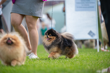 Pies Szpic miniaturowy, pomeranian  © Grzegorz