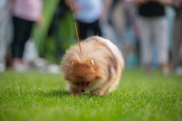 Pies Szpic miniaturowy, pomeranian  © Grzegorz