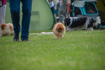 Pies Szpic miniaturowy, pomeranian  © Grzegorz