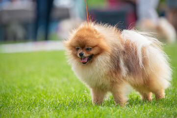 Pies Szpic miniaturowy, pomeranian  © Grzegorz