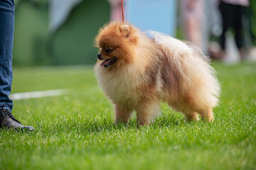 Pies Szpic miniaturowy, pomeranian  © Grzegorz