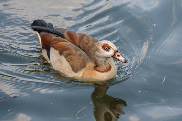 Egyptian goose, Alopochen aegyptiaca, swimming on water creating ripples and reflecting its plumage in natural habitat © Víctor Sánchez