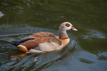 Egyptian goose, Alopochen aegyptiaca, swimming calmly on dark green water, leaving a trail of small ripples on the surface © Víctor Sánchez