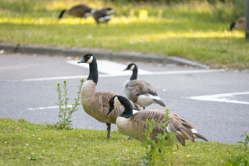 Canada geese, Branta canadensis, standing on green grass, urban wildlife in parking lot, adapting to city environment © Víctor Sánchez