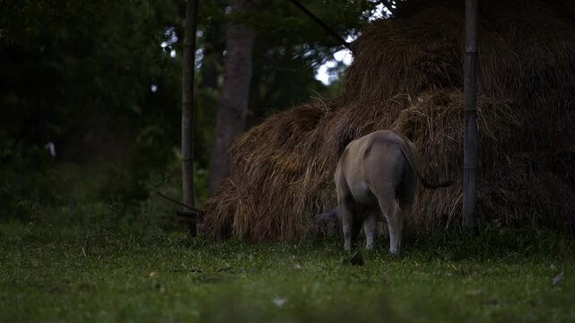 Thai Water Buffalo Grazing on Green Grass in Rural Thailand