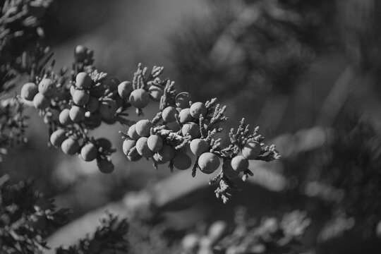 Monochrome close-up of juniper berries on a branch in Texas