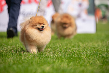 Pies Szpic miniaturowy, pomeranian  © Grzegorz