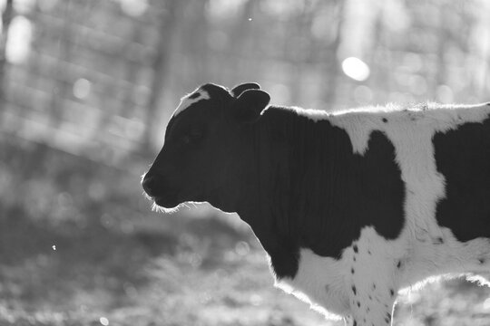 Profile of a young calf on a farm, black and white