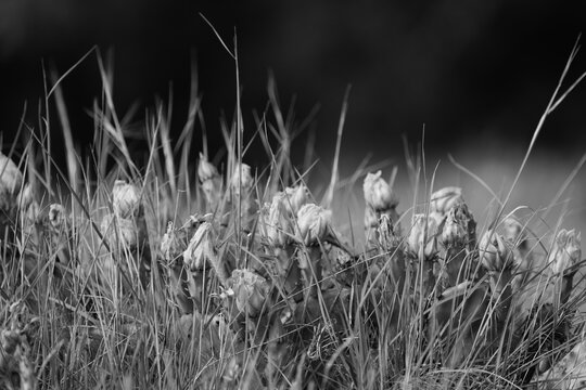 Monochrome close-up of prickly pear cactus buds in tall grass